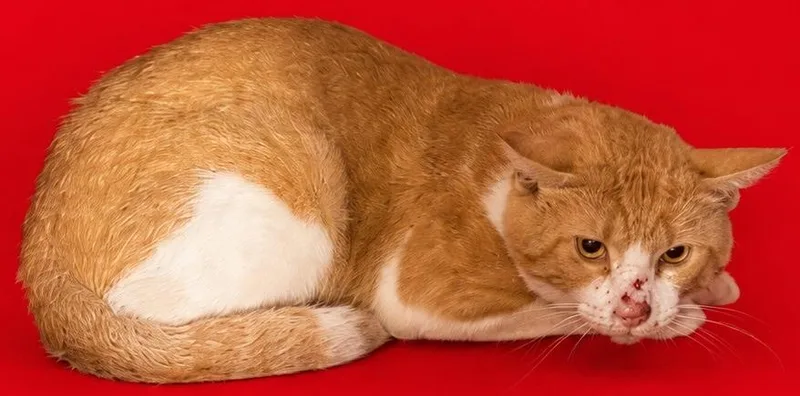 A young medium-sized male Domestic Short Hair cat named Tiger for adoption in Wauchula, FL