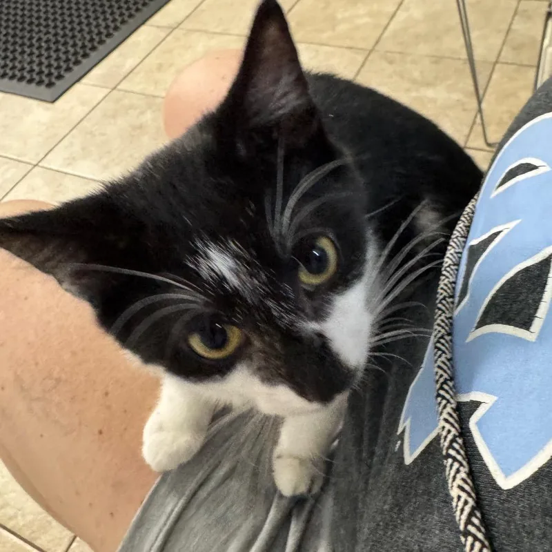 Crouton thumbnail 3