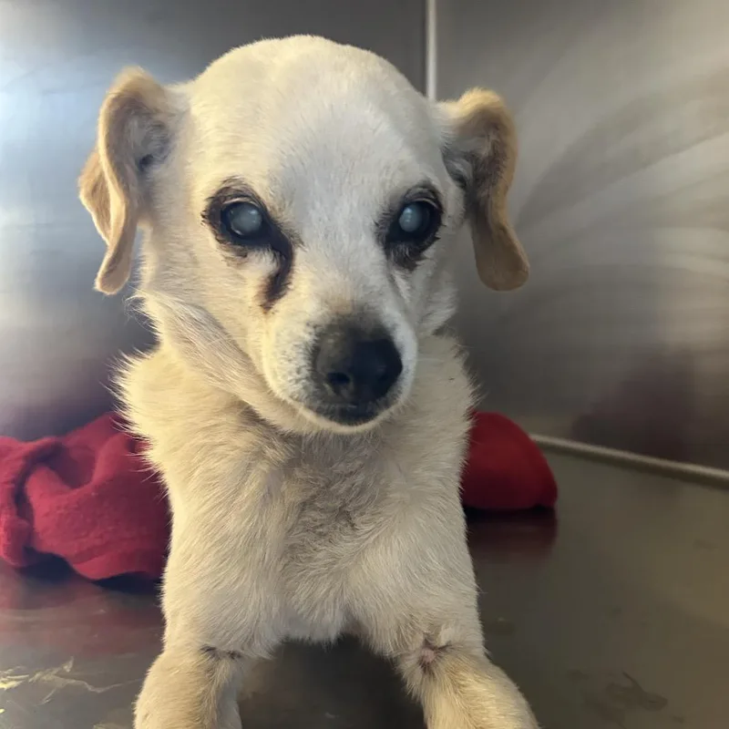 A senior small-sized male White / Cream Chihuahua dog named IVHSStray for adoption in San Gabriel, CA