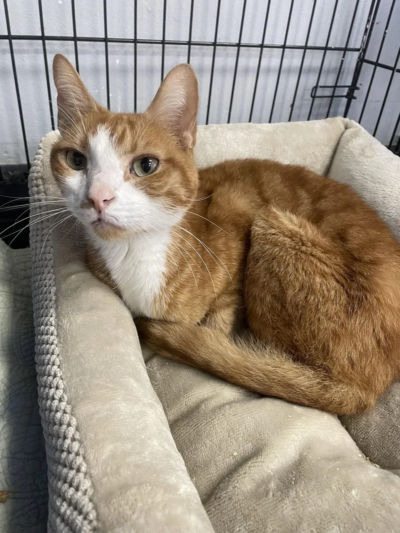 An adult medium-sized male Orange & White Tabby cat named Sheeran for adoption in Georgetown, KY