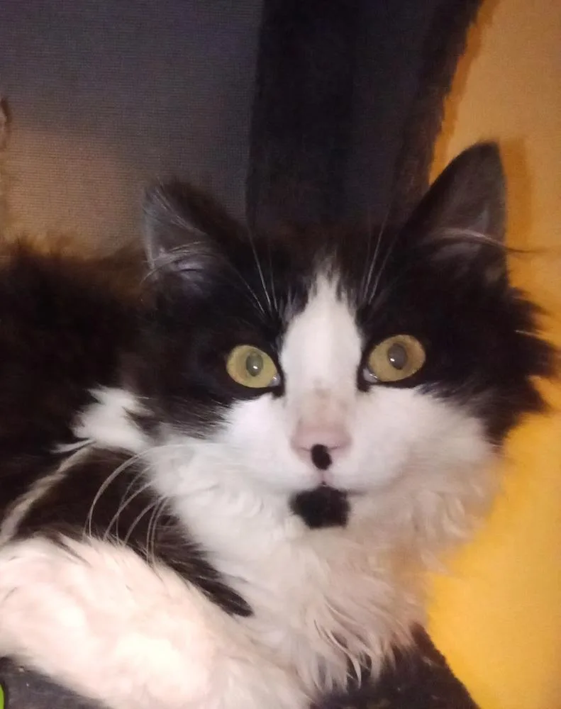 Maths: Fibonacci Part Of