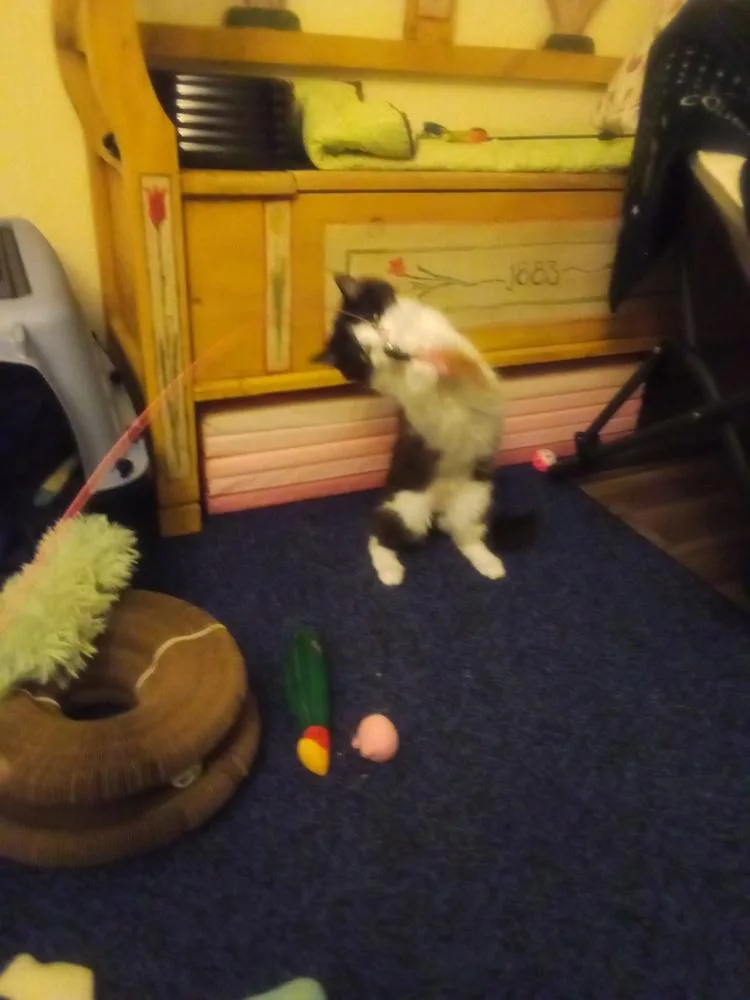 Maths: Fibonacci Part Of thumbnail 4