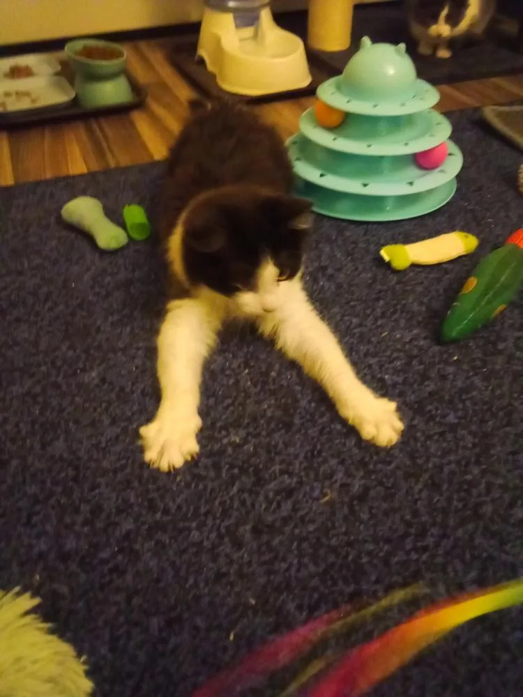 Maths: Fibonacci Part Of thumbnail 5