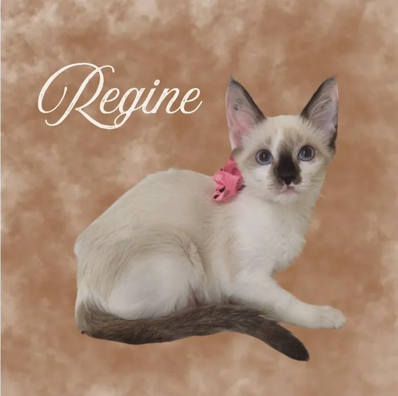A baby medium-sized female Domestic Short Hair cat named Regine for adoption in Mountain Home, AR