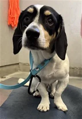 A young small-sized male Beagle dog named Fonzie for adoption in Camarillo, CA
