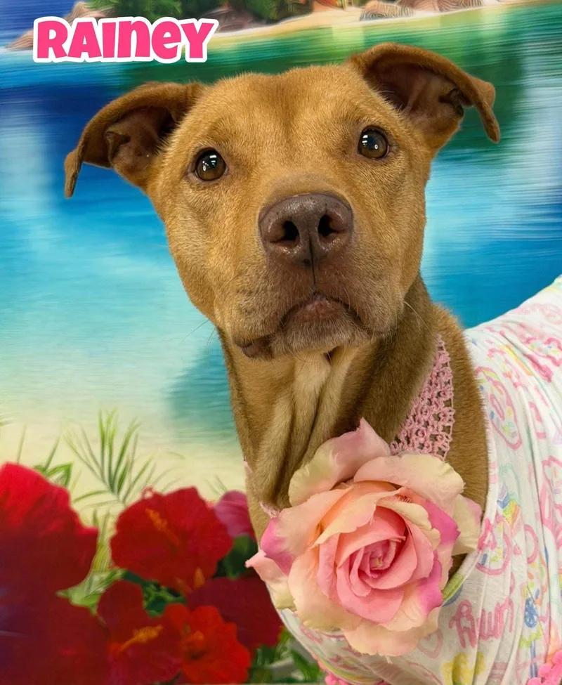An adult medium-sized female Yellow / Tan / Blond / Fawn Mixed Breed dog named Rainey for adoption in Flint, MI