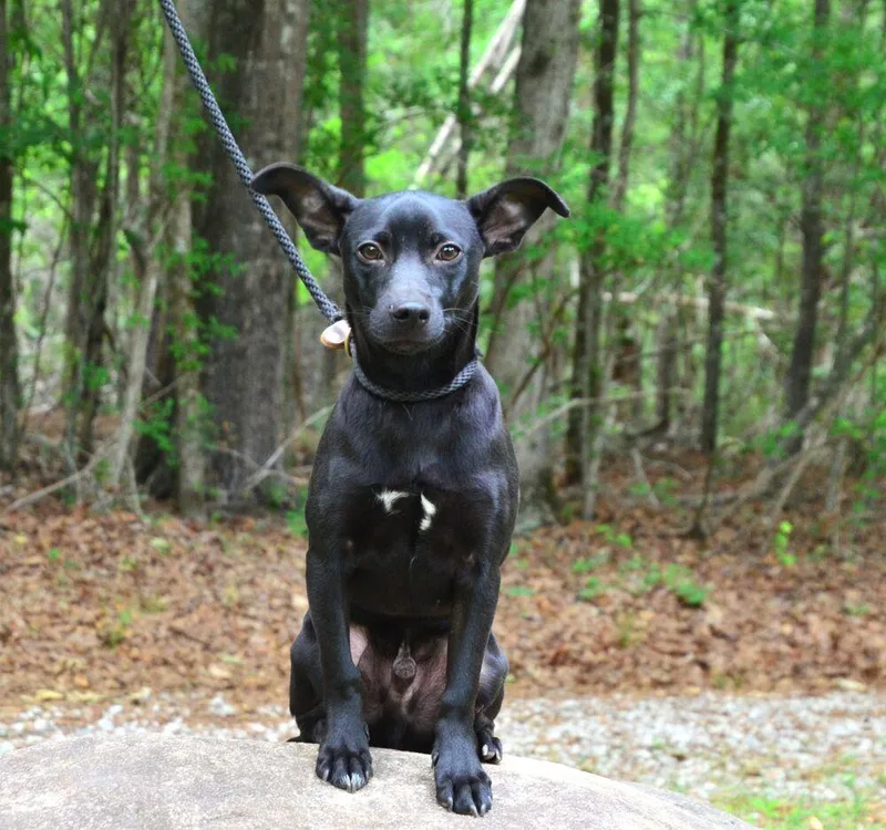 A young small-sized male Tricolor (Brown, Black, & White) Chihuahua dog named Tucker for adoption in Willingboro, NJ