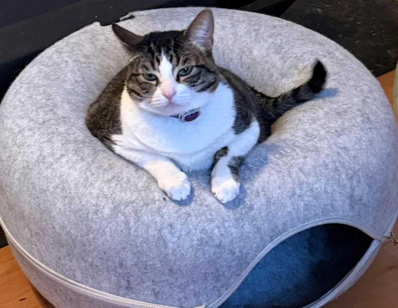 An adult medium-sized female Tabby (Buff / Tan / Fawn) Domestic Short Hair cat named Pixie for adoption in Camarillo, CA