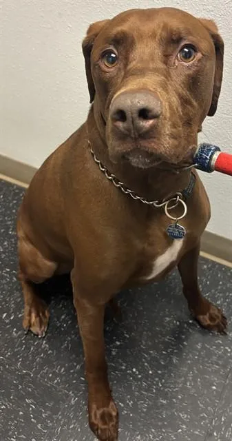 An adult extra large-sized male Labrador Retriever dog named Moose for adoption in Saint Cloud, FL