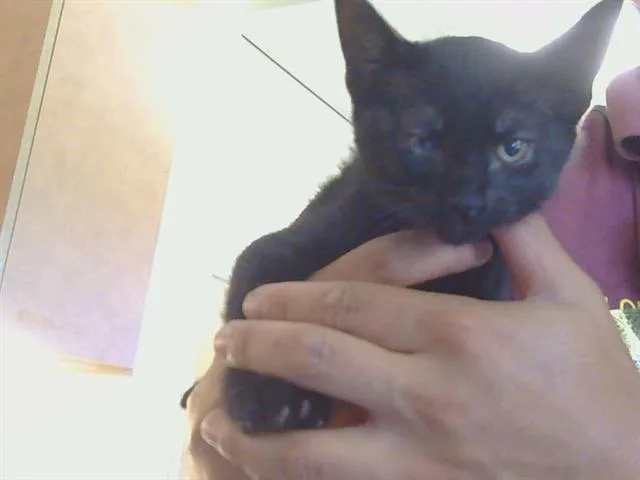 A baby small-sized male Domestic Short Hair cat named Mattie for adoption in Sacramento, CA