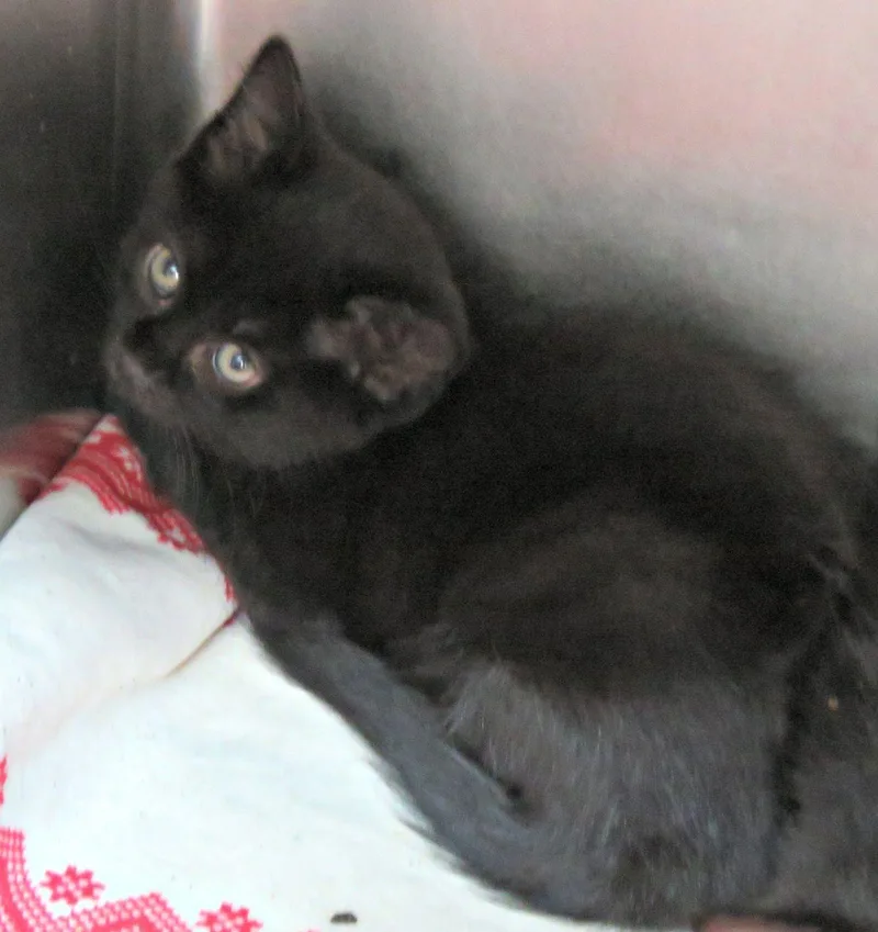 A baby medium-sized female Black Domestic Short Hair cat named Francis for adoption in Lexington, VA