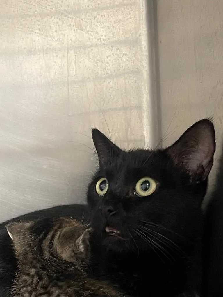 A young large-sized female Domestic Short Hair cat named Cinna for adoption in Cartersville , GA