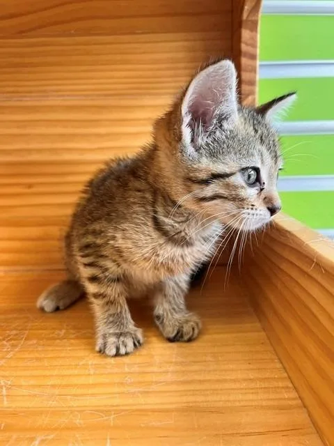 A young small-sized female Tabby (Brown / Chocolate) Domestic Short Hair cat named Cheddar for adoption in Tyler, TX
