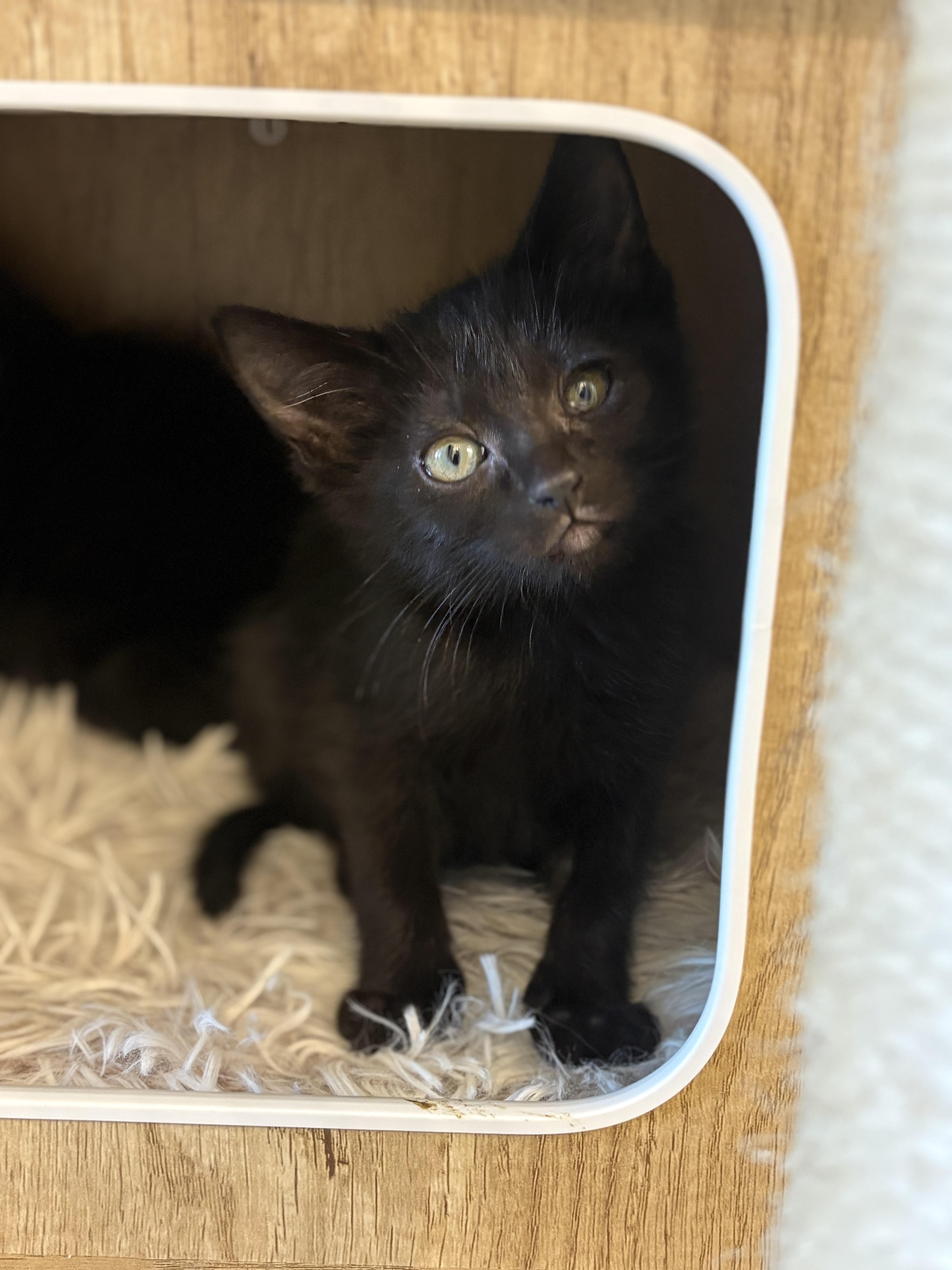 A baby medium-sized male Black Domestic Short Hair cat named Jingle for adoption in Fruit Heights, UT