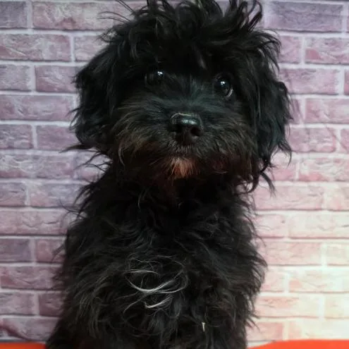 A baby small-sized male Black Maltese dog named Prince for adoption in Fort Collins, CO