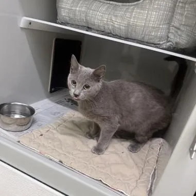A young medium-sized female Gray / Blue / Silver Domestic Short Hair cat named Smokey for adoption in Phoenixville, PA
