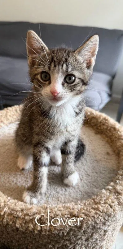 A baby medium-sized male Domestic Short Hair cat named Clover for adoption in Hamilton, OH