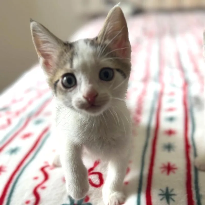 A baby small-sized female Brown / Chocolate Domestic Short Hair cat named Amren for adoption in Brownsboro, AL