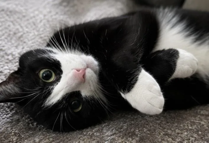 A baby medium-sized female Black & White / Tuxedo Domestic Short Hair cat named Euchre for adoption in Clinton Township, MI