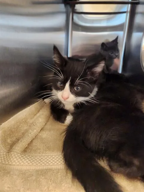 A baby small-sized male Domestic Short Hair cat named Zane for adoption in Sacramento, CA