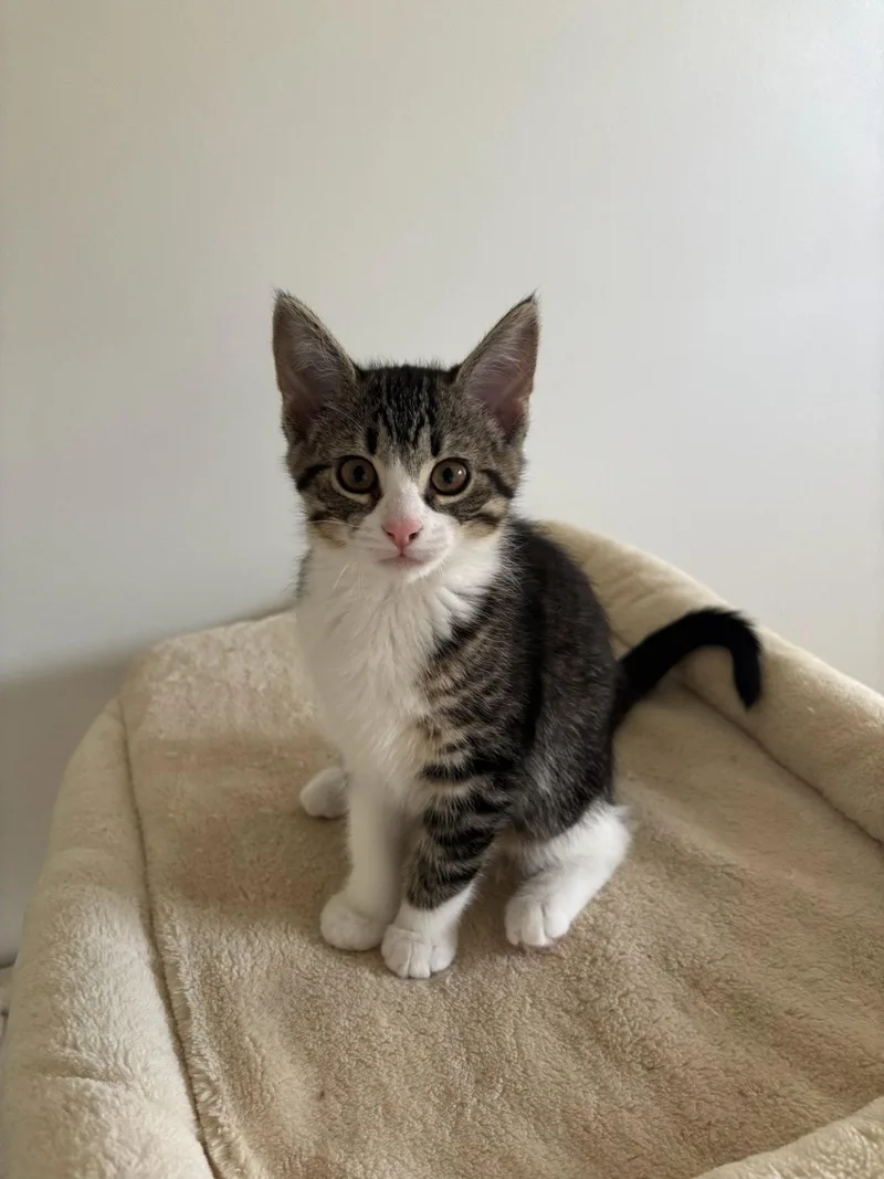 A baby medium-sized female Black & White / Tuxedo Domestic Short Hair cat named Sophia for adoption in Utica, MI