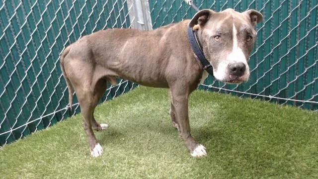 A senior medium-sized male Pit Bull Terrier dog named Doc for adoption in Downey, CA
