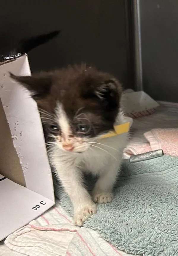 A baby medium-sized male Domestic Short Hair cat named Coriander for adoption in Oceanside, CA