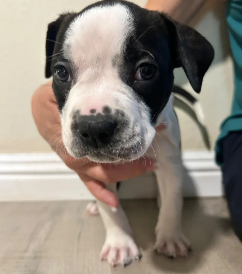 A baby small-sized female Australian Cattle Dog / Blue Heeler dog named Minnie for adoption in Discovery Bay, CA