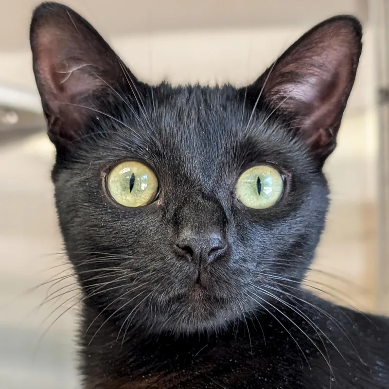 A young medium-sized female Black Domestic Short Hair cat named Arness for adoption in Jefferson, WI