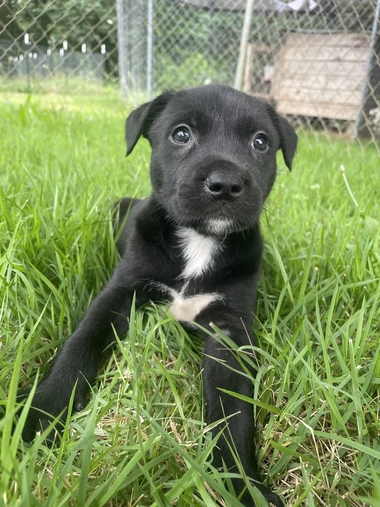 A baby large-sized female Tricolor (Brown, Black, & White) Golden Retriever dog named Venus for adoption in Newnan, GA