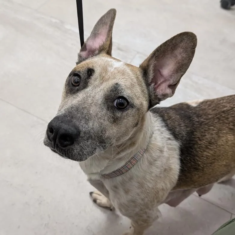 Mochibear thumbnail 2