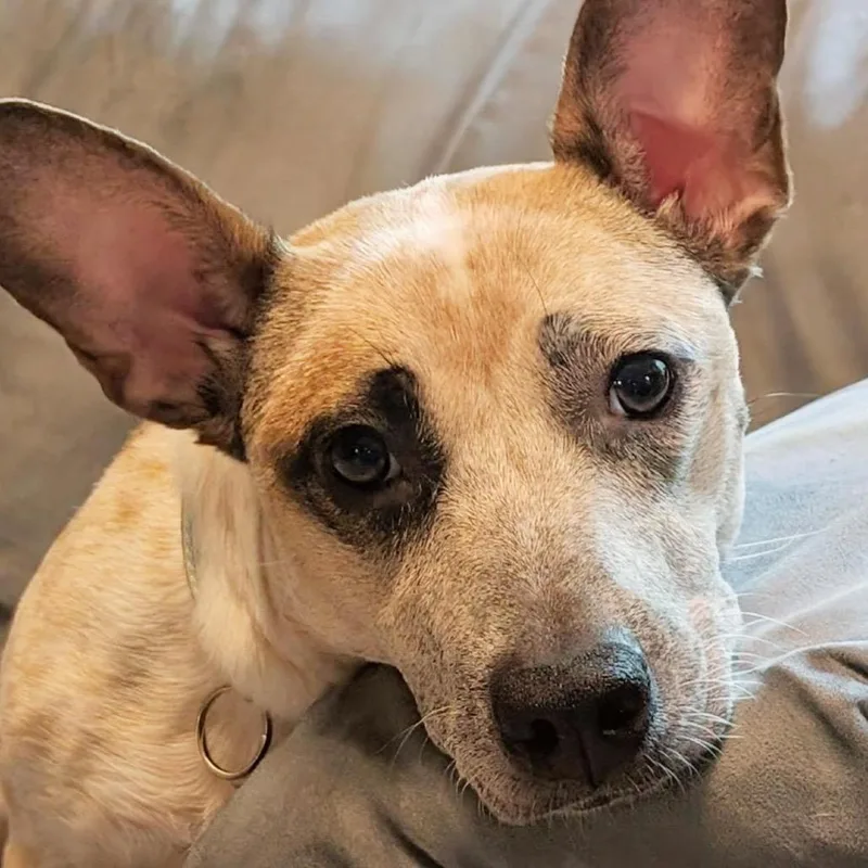 Mochibear thumbnail 3