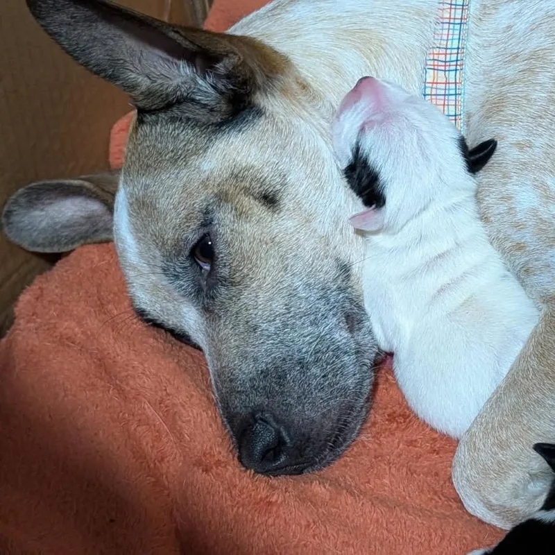 Mochibear thumbnail 4