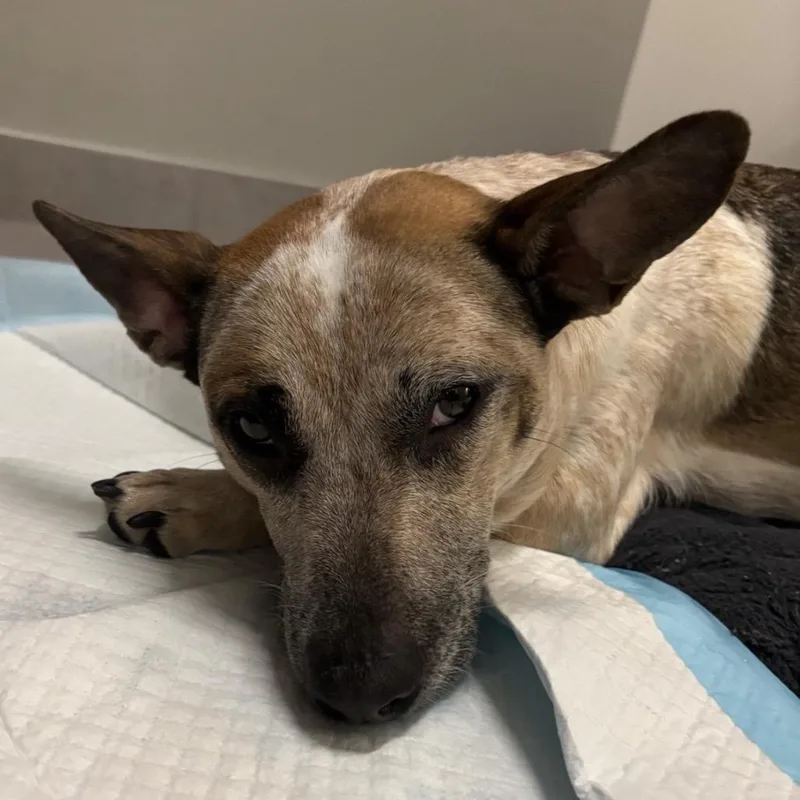 Mochibear thumbnail 5