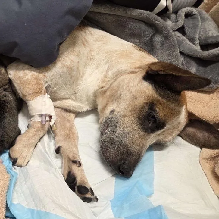 Mochibear thumbnail 6