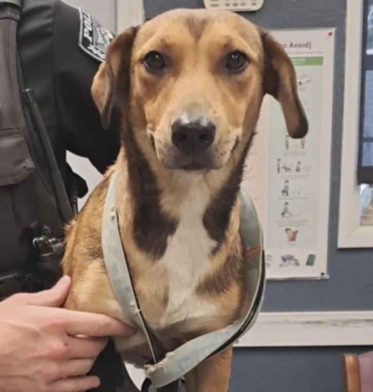 A young medium-sized female Corgi dog named Maple for adoption in Hollister, MO