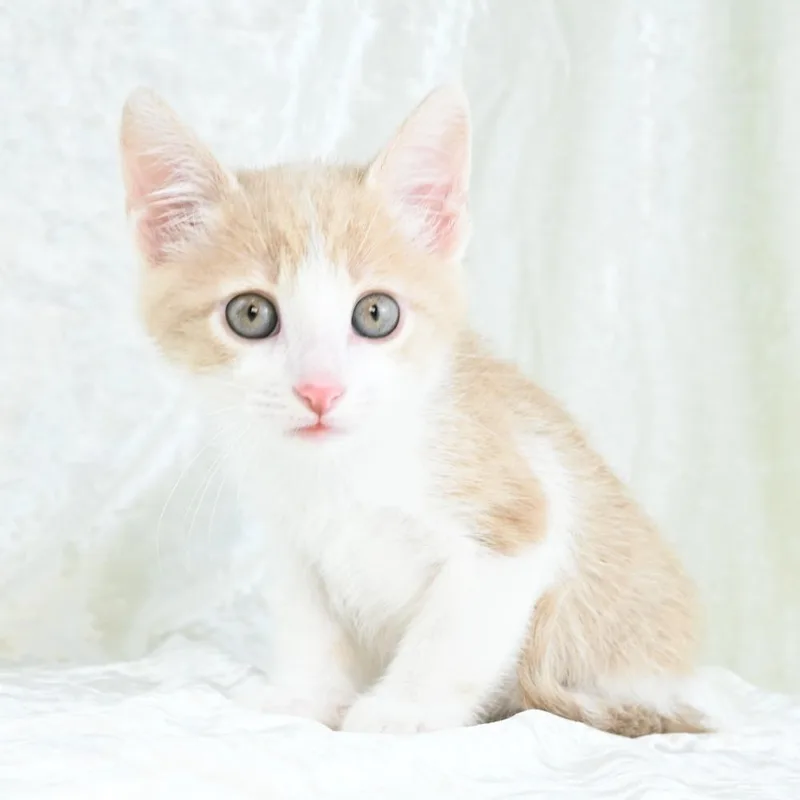 A baby small-sized male Buff / Tan / Fawn Domestic Short Hair cat named Scooter for adoption in Mobile, AL