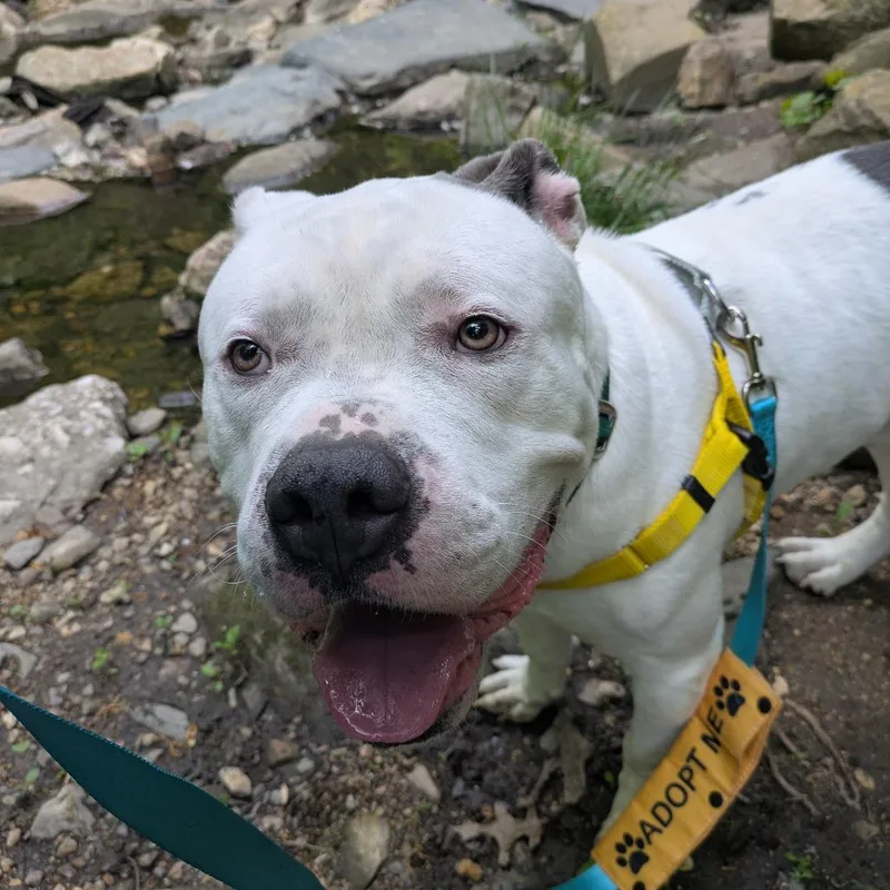 An adult large-sized male White / Cream Pit Bull Terrier dog named Zeus Lightning for adoption in Baltimore, MD