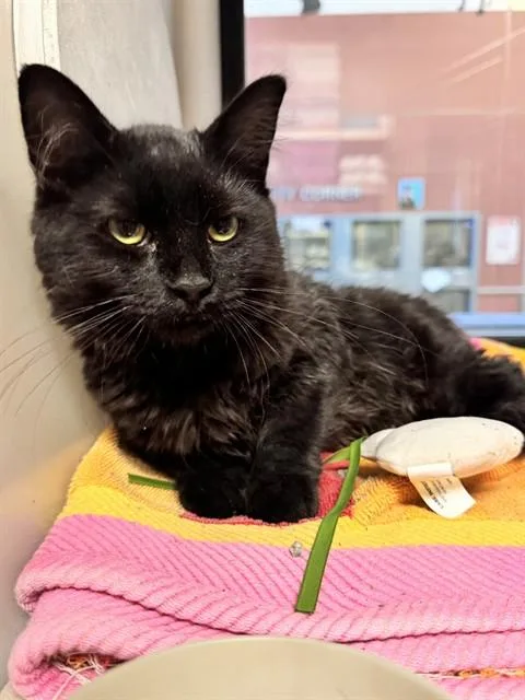 A baby small-sized female Domestic Medium Hair cat named Truffle for adoption in San Jose, CA