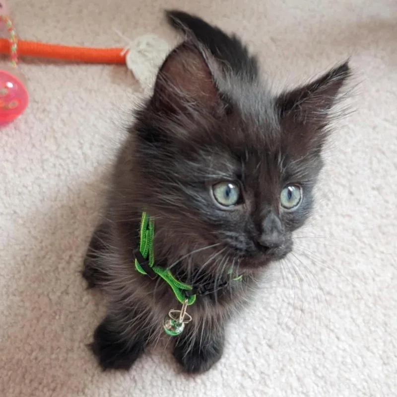 A baby medium-sized female Domestic Medium Hair cat named Rita Book for adoption in Maggie Valley, NC
