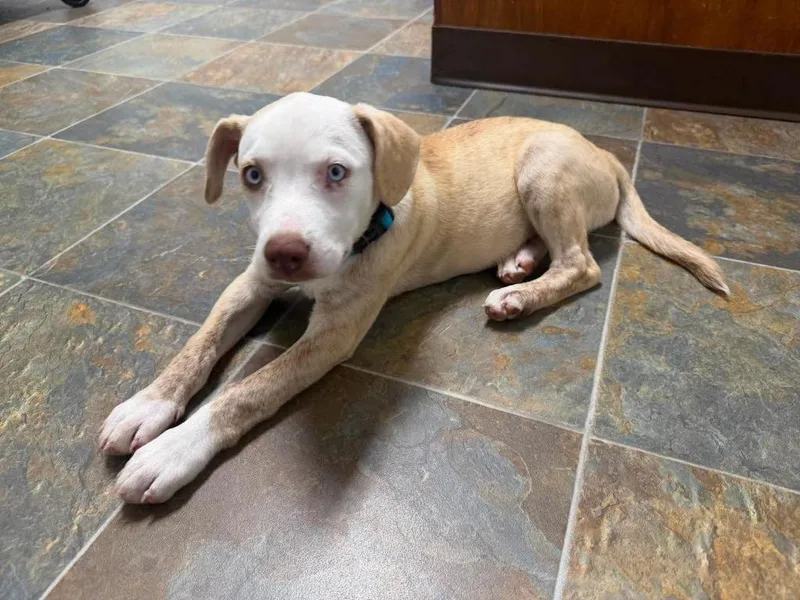 A baby medium-sized female Pit Bull Terrier dog named Sapphire for adoption in Lexington, KY