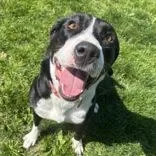 An adult medium-sized female Black Mixed Breed dog named Marsha for adoption in Lansing, MI