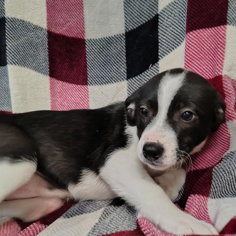 Oreo Puppy thumbnail 2