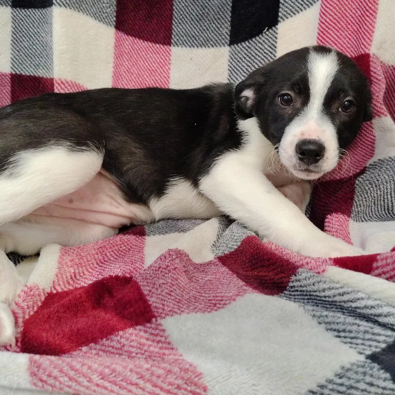 Oreo Puppy thumbnail 3