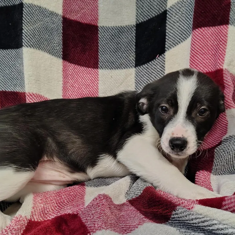 Oreo Puppy thumbnail 4
