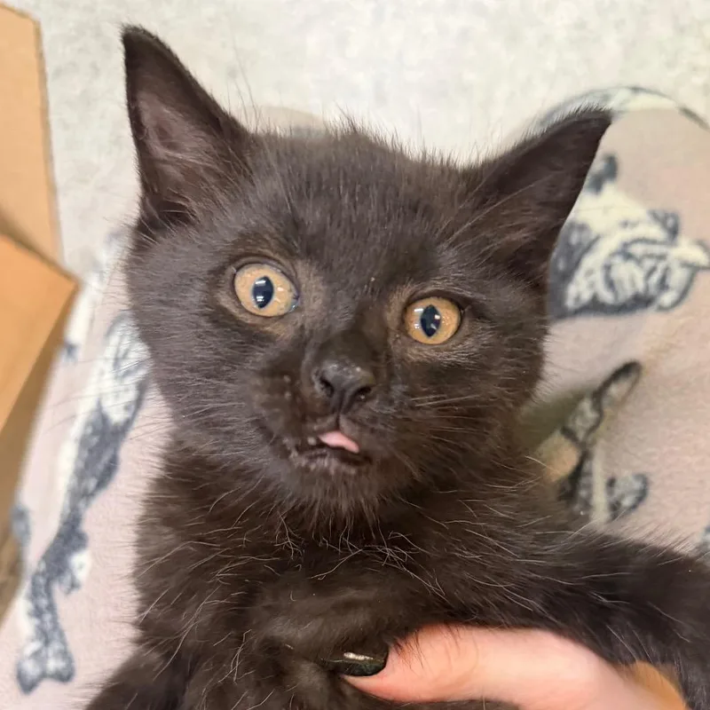 A baby small-sized male Black Domestic Short Hair cat named Johnny for adoption in Beckley, WV
