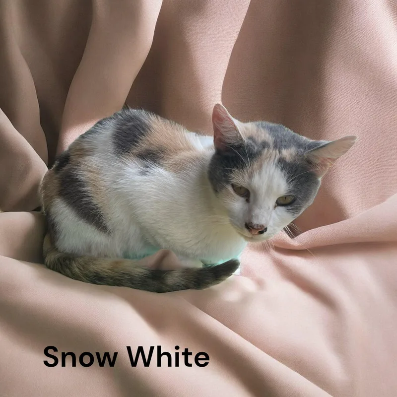 Snow White thumbnail 4