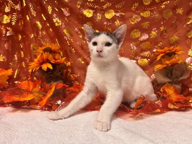 A baby small-sized male Domestic Short Hair cat named Ned for adoption in Fairfield, CA