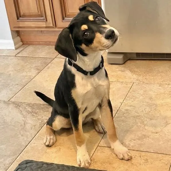 A baby medium-sized female Mixed Breed dog named Sugar for adoption in Pittstown, NJ