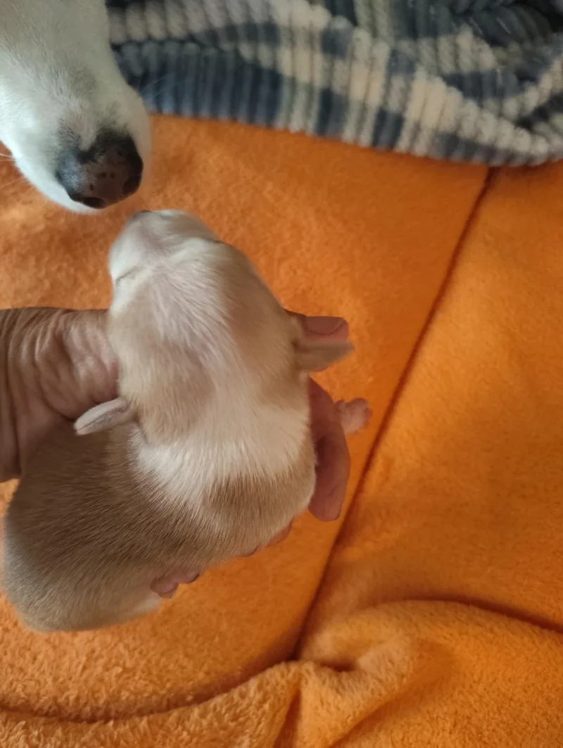 A baby small-sized female Yellow / Tan / Blond / Fawn Chihuahua dog named Lucie for adoption in Deming, NM